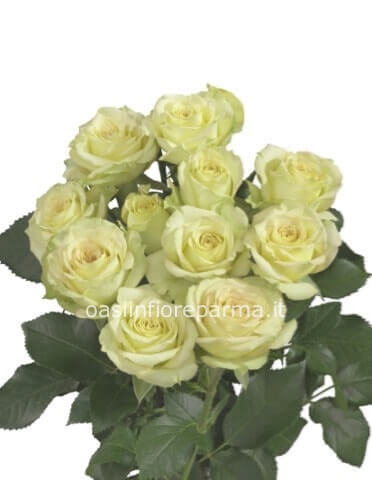 Rose colore bianco da comporre in mazzo per numero di steli. 
