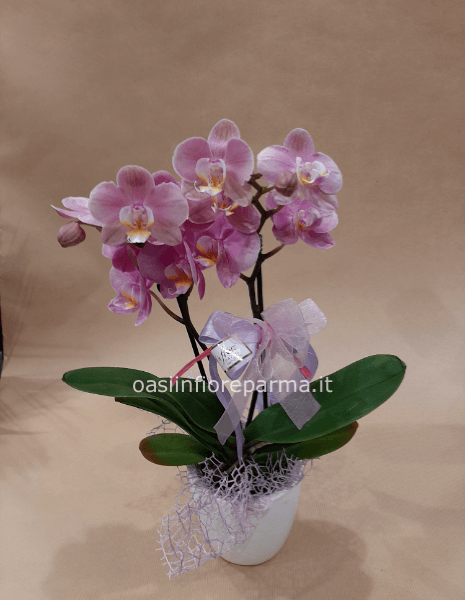 Phalenopsis mini altezza 30 cm. 